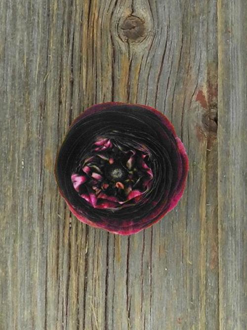 BURGUNDY RANUNCULUS